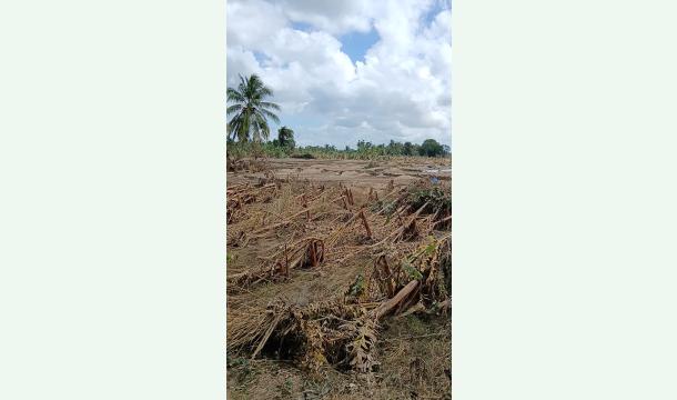 Cover Resuming cultivation of flood-damaged crops