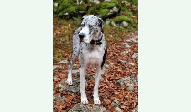 Cover Pour que Cassi puisse courir à nouveau!