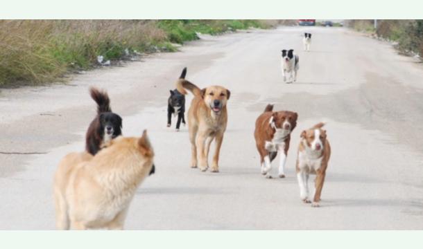 Cover Amici a 4 Zampe