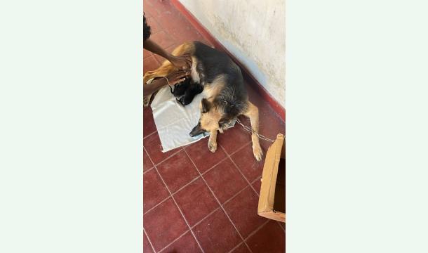 Cover Help Save My Dog and Her Two Surviving Puppies