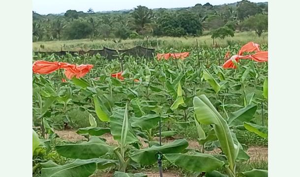 Cover Help Sagara to protect his banana farm and future of his family