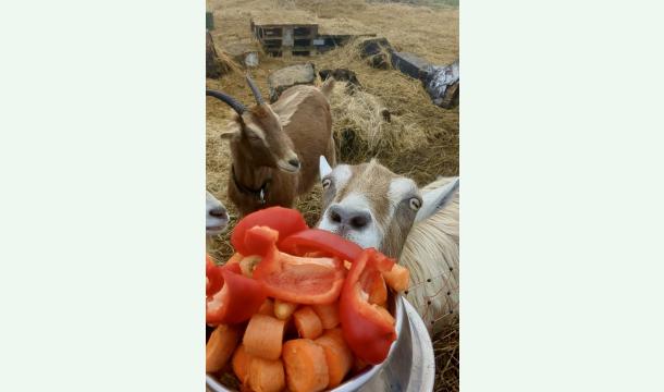 Cover Cadeau de Noël solidaire en faveur de notre Sanctuaire