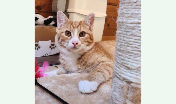 Cover Un aiuto per Merlin