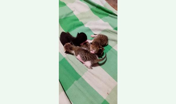 Cover Help me find my pets