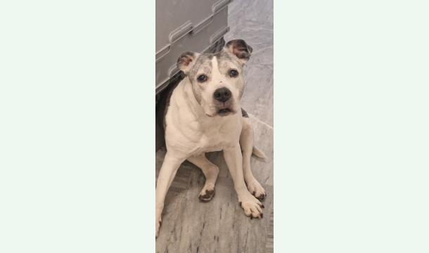 Cover Soutien : Leika Opération rupture partielle du ligament croisé