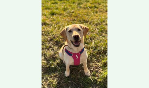 Cover Spendenaufruf für Ciara betr inoperablen Fuchsbandwurm 