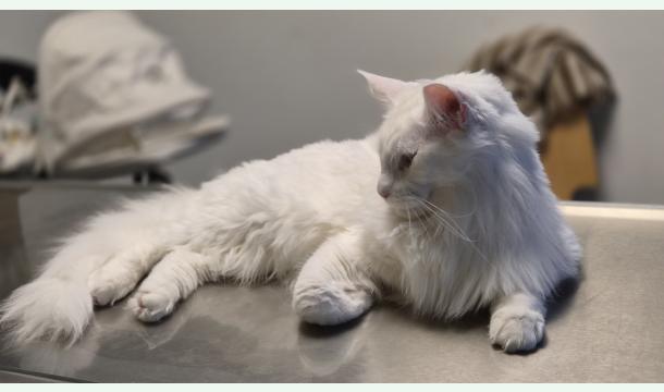 Cover Frais vétérinaires – Opération fracture de la patte