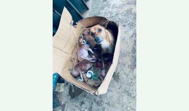 Cover To help street dogs