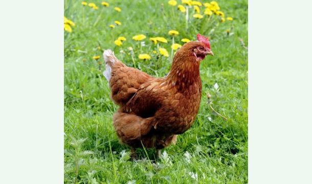 Cover Tiergerechte Hühnerhaltung mit 5 facher lebenszeit im vergleich mit der Mast.