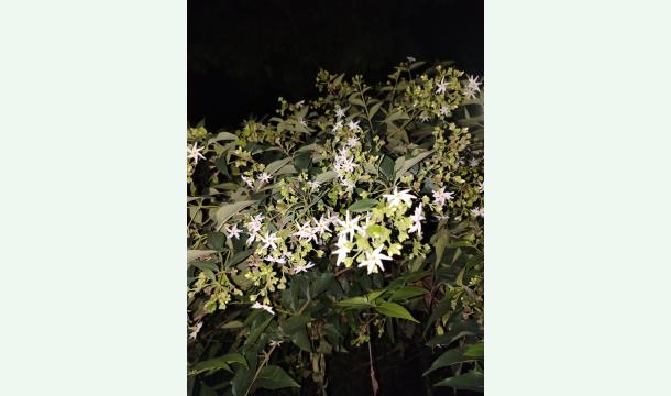 Cover SETTLE DOWN THE BANK LOAN 