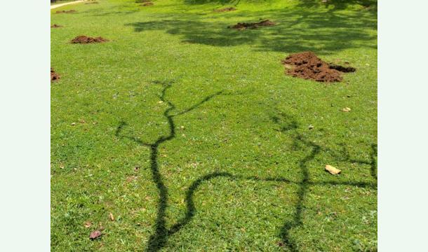 Cover Planting new plant varieties🌱