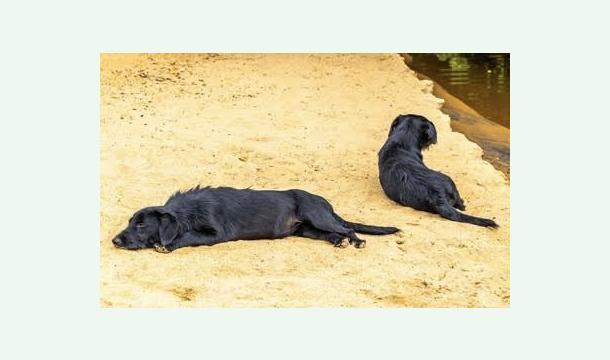 Cover ✨ Aidez les chiens errants de Salvador de Bahia à survivre et à être soignés 🐾