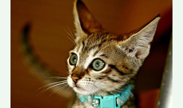 Cover Bienvenue à Deneuve