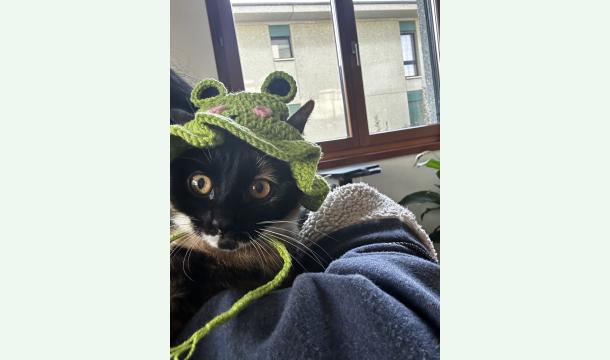 Cover SOS PETS, Whiskey, Kiwi and Salem