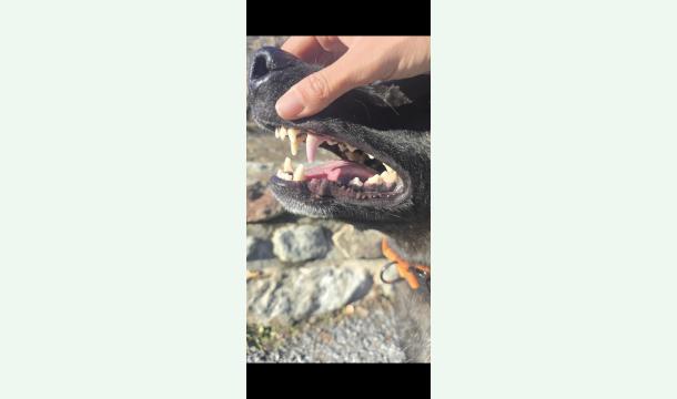 Cover Soins dentaires urgents pour Fox 1er rdv 