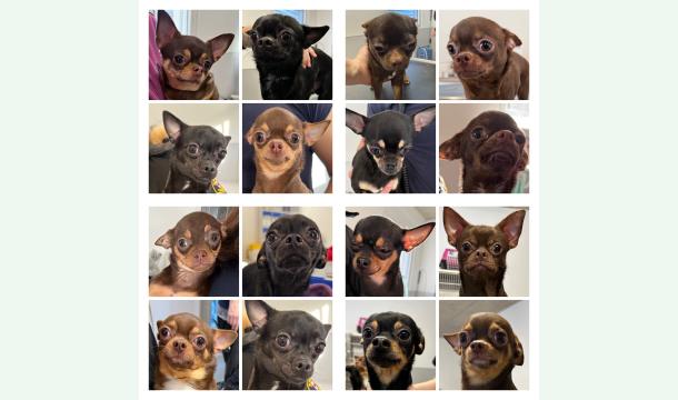 Cover SPA Valais - SOS 18 chihuahuas – 