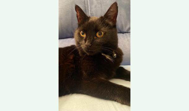 Cover Fenster katzentürchen