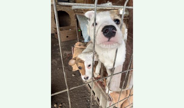 Cover Kastrationen statt Leid - Nachhaltiger Tierschutz