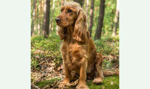 Cover Birthday Henry