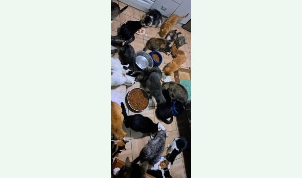 Cover First cat shelter in Bosnia and Herzegovina