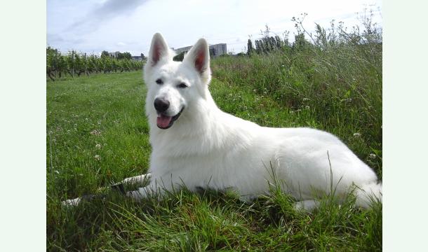 Cover Aidez Toby à guérir – Soutien pour ses frais vétérinaires