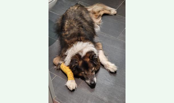 Cover Hilfe für Amico – Unser treuer Familienhund braucht dringend medizinische Unterstützung