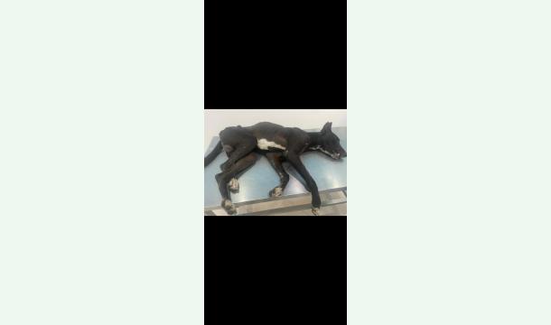 Cover Aide au rapatriement d'Hector, victime de barbarie 