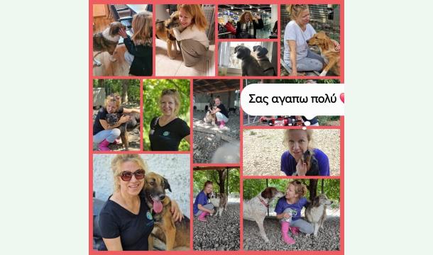 Cover Aider Nala’s Shelter à nourrir 110 chiens en Grèce