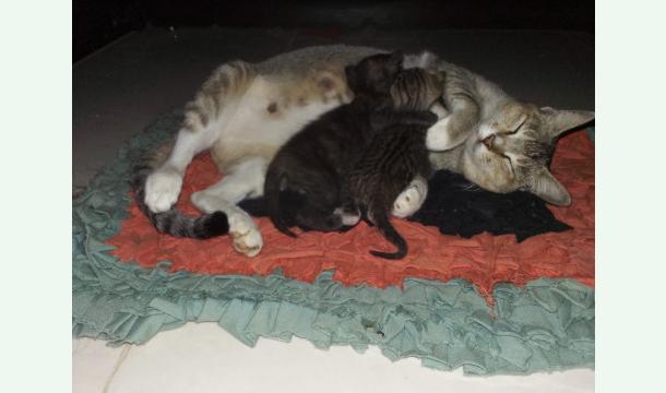 Cover Projet de création d’un lieu d’accueil pour animaux et de soutien aux personnes engagées dans le sau...