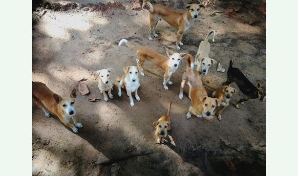 Cover We need your help to quench the hunger of these innocent dogs.