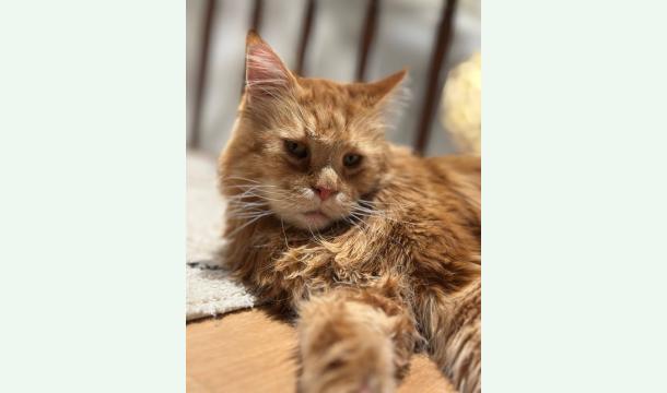 Cover Aidez-moi à sauver Perceval