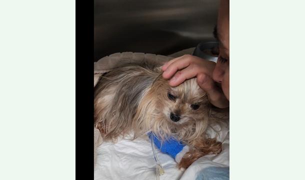 Cover sos pour notre chien yorkshire cooky