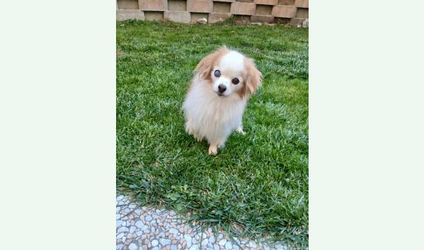 Cover Aide frais vétérinaires pour Missy 🐶🐾