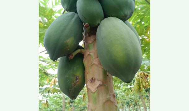 Cover Please help me restore my papaya plantation which was damaged by the cyclone.