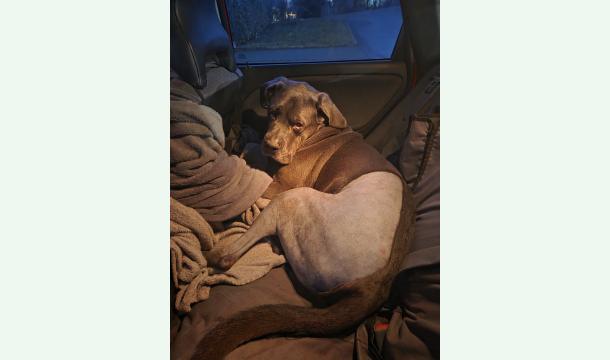 Cover 🐾 Aide pour la seconde opération de Sauron