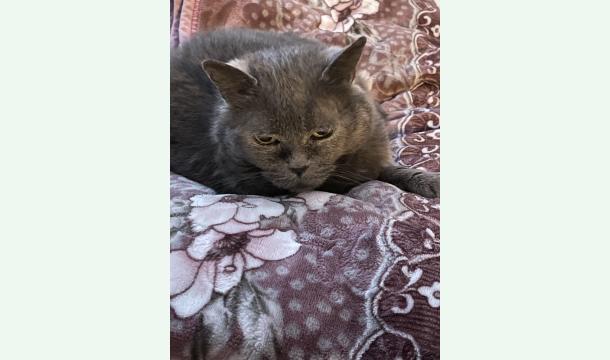 Cover Frais pour nourriture pour Duchesse