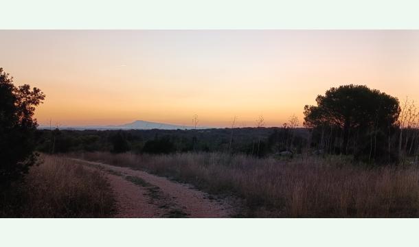 Cover Help me grow a forest, one run at a time 🌳🏃🏼‍♀️