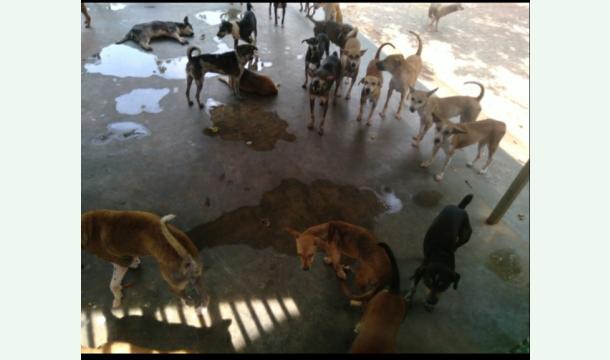 Cover Support Danushka's care for injured Animals 