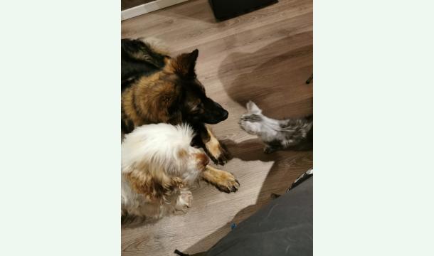 Cover Sauvons Java, Murphy et Zaphyra