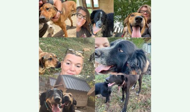 Cover Stray dogs in need of food and medication