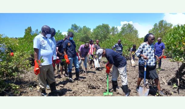 Cover Tudor Creek Mangrove Restoration Initiative