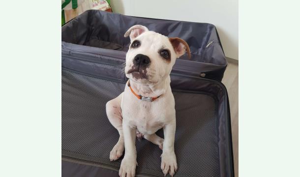 Cover Tiffany's Gift