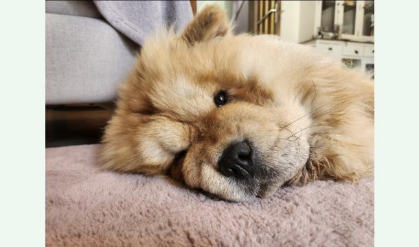 Cover 💔 L’histoire de Gaspar – un combat pour la vie 🐾