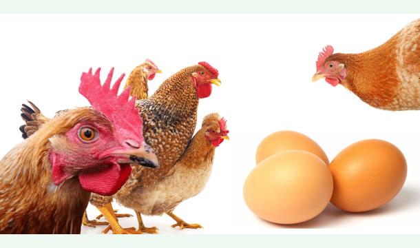 Cover Offrir des œufs, offrir un avenir