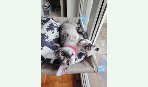 Cover “Aiutaci a salvare due piccole vite 🐱🐱”