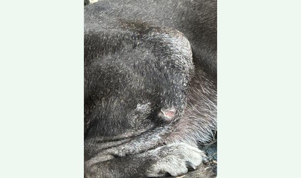 Cover Urgent Help Needed for My Injured Puppy 🐾