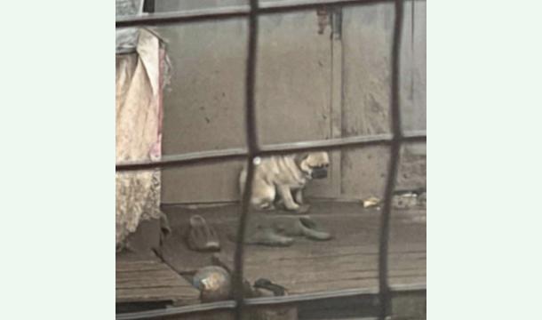 Cover Tierhilfe Irland