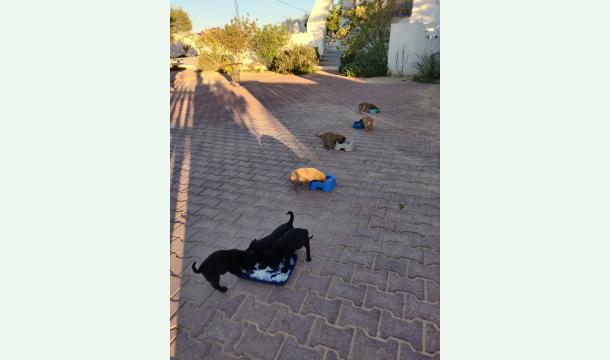 Cover Sauvetage de 7 chiots à Mezraya Djerba 