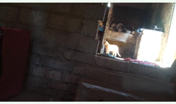 Cover Plaster the walls of the house.