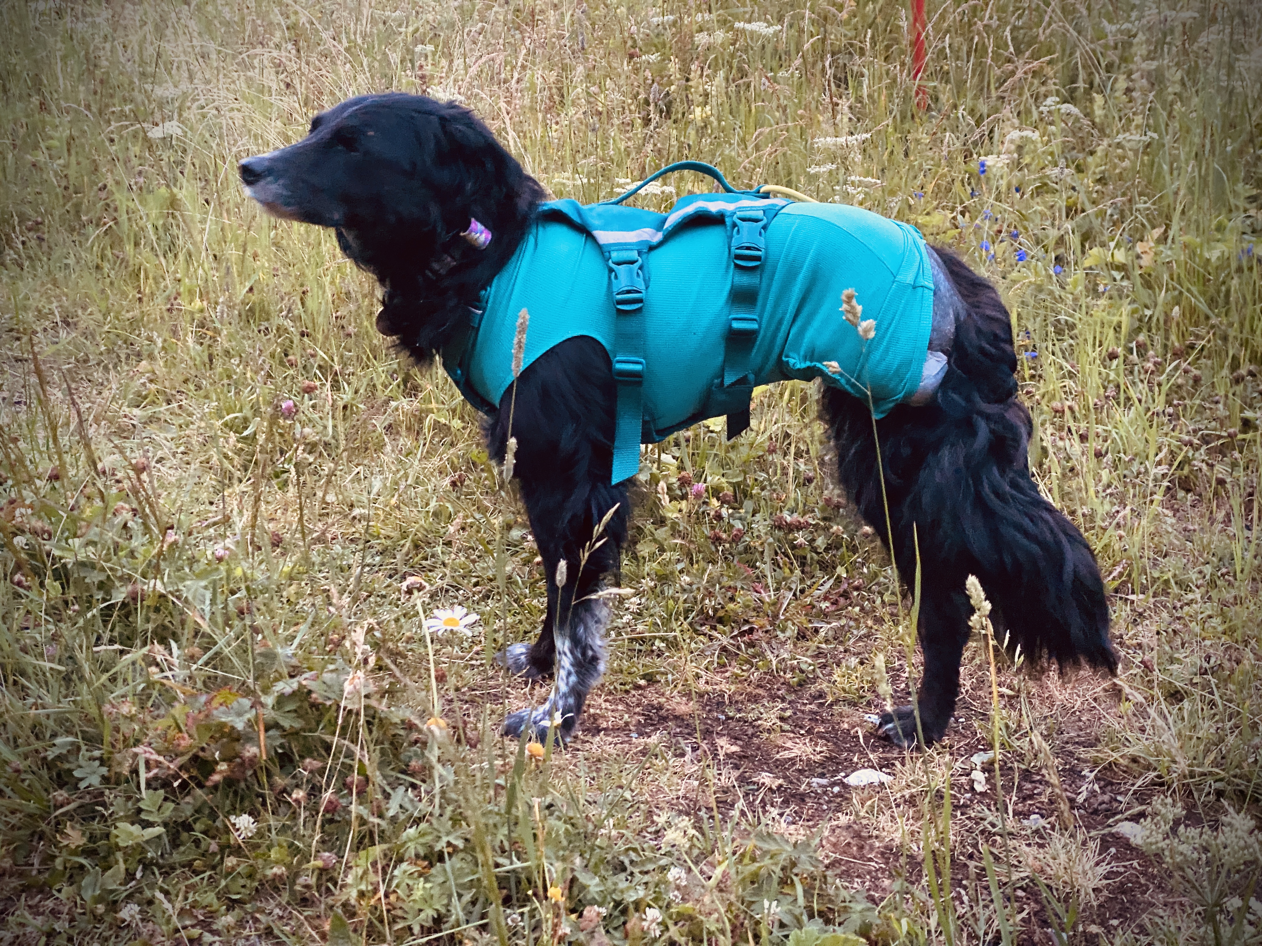 Soutenez CHIPIE 🐺 dans son combat contre l'ostéosarcome